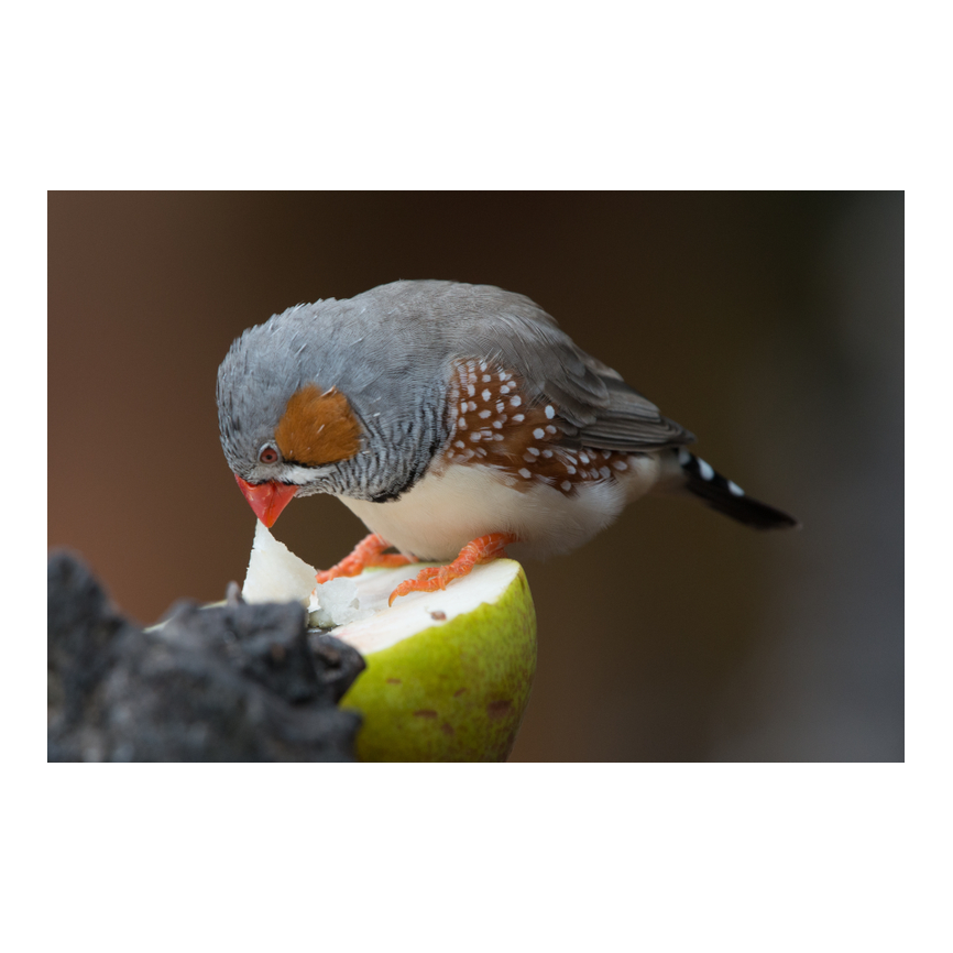 Aves - alimentación - diamante mandarín,gould...